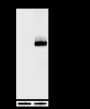 Anti-DYKDDDDK Tag Rabbit mAb (Binds to FLAG® Tag Sequence)
