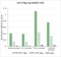 Anti-DYKDDDDK Tag Rabbit mAb (Binds to FLAG® Tag Sequence)