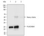 Anti-DYKDDDDK Tag Rabbit mAb (Binds to FLAG® Tag Sequence)