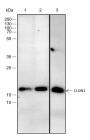 Anti-Claudin-1 Rabbit mAb