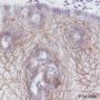 Anti-Claudin-1 Rabbit mAb