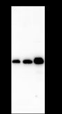 Anti-Bcl-2 Rabbit mAb