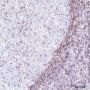 Anti-Bcl-2 Rabbit mAb