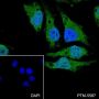 Anti-Bcl-2 Rabbit mAb