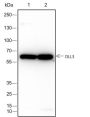 Anti-DLL3 Rabbit mAb