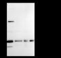 Anti-CREB Mouse mAb