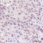 Anti-CREB Mouse mAb