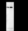 Anti-Flightless I Mouse mAb