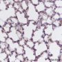 Anti-Flightless I Mouse mAb