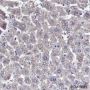 Anti-Ran Mouse mAb