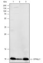 Anti-DYNLL1 Rabbit mAb