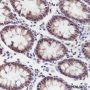 Anti-DYNLL1 Rabbit mAb