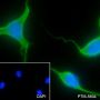 Anti-Laminin Receptor / RPSA Rabbit mAb