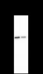 Anti-ATG4B Rabbit mAb