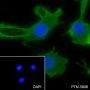 Anti-ATG4B Rabbit mAb