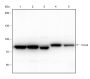 Anti-CD168 Rabbit mAb