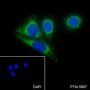 Anti-CD168 Rabbit mAb
