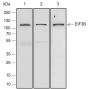 Anti-eIF3B Rabbit mAb
