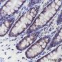 Anti-eIF3B Rabbit mAb
