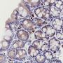Anti-eIF3B Rabbit mAb