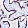 Anti-Placental Lactogen Rabbit mAb
