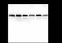 Anti-CD147 Rabbit mAb