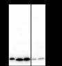 Anti-Cystatin A Rabbit mAb