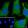 Anti-4E-BP1 Mouse mAb