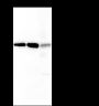 Anti-ABCE1 Rabbit mAb