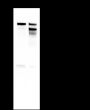 Anti-p130Cas/BCAR1 Mouse mAb
