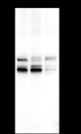 Anti-FOX2/RBM9 Mouse mAb