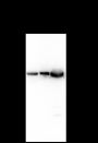 Anti-GLUD1 Rabbit mAb