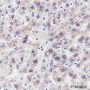 Anti-GLUD1 Rabbit mAb