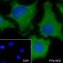 Anti-GLUD1 Rabbit mAb