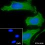 Anti-COPE Mouse mAb