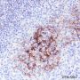Anti-CD23 Rabbit mAb