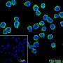 Anti-CD23 Rabbit mAb