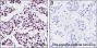 Anti-JunB Rabbit mAb