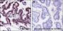 Anti-JunB Rabbit mAb
