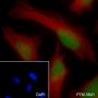 Anti-JunB Rabbit mAb