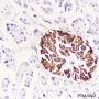 Anti-Insulin Rabbit mAb