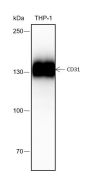 Anti-CD31 Rabbit mAb
