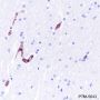 Anti-CD31 Rabbit mAb