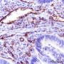 Anti-CD31 Rabbit mAb
