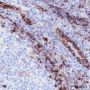 Anti-CD31 Rabbit mAb