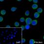 Anti-CD31 Rabbit mAb