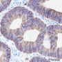 Anti-Keratin 19 Rabbit mAb