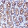 Anti-Keratin 19 Rabbit mAb