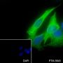 Anti-Keratin 19 Rabbit mAb