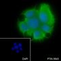 Anti-Keratin 19 Rabbit mAb